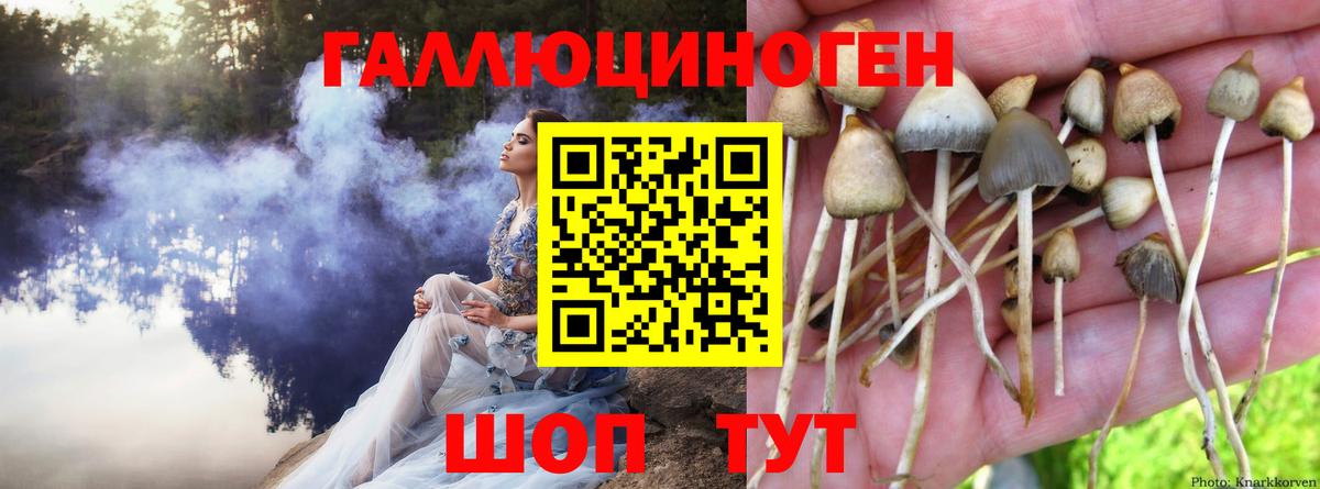 Псилоцибиновые грибы GOLDEN TEACHER Дмитров
